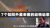 7个如同外星来客的动物幼崽，儿时白富美，长大长残成异形