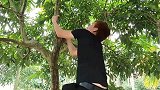 荔枝树上发现眼镜蛇，小伙不知凶险冒然上树捉下20多斤的剧毒蛇
