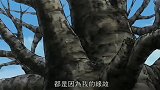 哆啦A梦要使用植物搬家水，帮助树爷爷搬家。