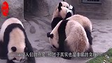 调皮小熊猫不肯睡觉，熊猫妈妈看后使出杀手锏，饲养员乐坏啦