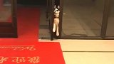 二哈你个沙雕，我要是看到门还会卡住嘛，还不来救我