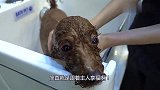 主人带狗狗去洗澡做造型，这家伙改造后大变样，真是太迷人了！