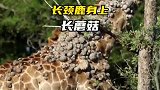 意想不到，长颈鹿脖子上居然长了这么多球球！