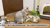 猫儿子挨揍，上手按住妈妈，喵：妈，你冷静冷静