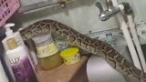 恐怖！大蟒蛇潜入自家浴室蹭澡 疑是邻居饲养的宠物