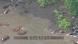 国外惊现满山遍野山羊尸体，山羊各个带伤，专家疑惑不解！