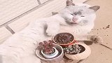 这猫我不要，简直太能作了，想要的来领走吧！