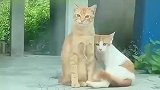 有女朋友让猫都变骄傲了