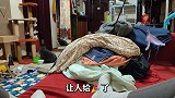 《菠小萝的操心喵生》第16集，妈妈的‘好脾气’。