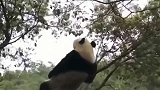 熊猫：摇啊，一起来树上蹦迪呀
