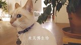 猫狗剪辑欣赏