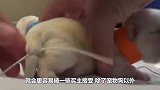 核桃会长在鸽子头上？人们“强行”给鸽子嘴巴凹造型只为与众不同