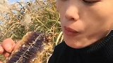 超级美味的蜂巢蜜，这是吃蜂蜜最过瘾的吃法
