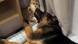 猫咪和狗子的战争一刻也不闲着