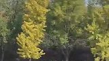 银杏树叶秋天最美风景线