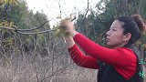 春天树上的美食，山上的香椿一摘一大把，又香又嫩，越吃越香