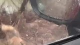 狗狗看到了主人，竟一个劲的撒娇