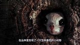 农民勇救受伤“小野猫”，精心抚养数月，竟长出一对“翅膀”！