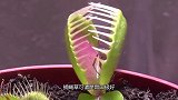捕蝇草能消化手指吗老外作死尝试结果悲剧了