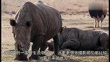 第一次被椋鸟捉虫，小河马吓得狂奔，嘴都变形了妈，赶快救我