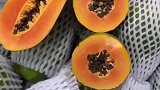 冰糖心红心木瓜，不好吃你找我