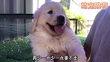 捡漏精品双血金毛，小家伙笑起来特别甜，太招人喜欢啦
