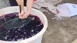 这是给鱼染色，还能放心吃