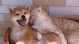 最和谐的猫狗
