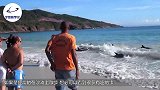 女孩海滩发现一“庞然大物”，走近一看，实在是太让人心疼了