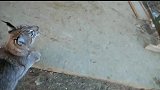 猞猁争抢泰迪熊玩具，看看这沙包大拳头，还自带天线，凶萌凶萌