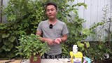 不犯3个错误，薄荷盆栽耐养不发黄，越养越翠绿