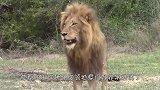狮子在草地上巡视领地，不料发生意外倒地抽搐，究竟发生了什么