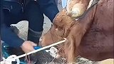 新鲜的牛瘪汤
