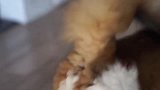 大叔捡了只流浪猫，养一年后觉得不对劲，抱去宠物店才知道赚到了