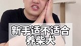 新手适不适合养柴犬？