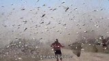 巴基斯坦蝗虫泛滥，一块草地有上亿只蝗虫，中国专家看后：再等等
