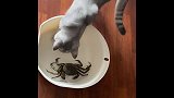 猫咪第一次见到螃蟹是啥反应谁更无所畏惧
