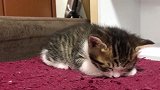 小奶猫打瞌睡，嘴巴都顶着地毯了，这么可爱有没有组团偷猫的