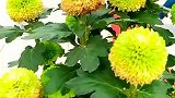 金秋菊花香