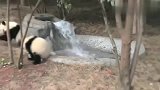 突然放水把熊猫宝宝吓坏了，赶紧屁颠屁颠的往树上爬，同情小树