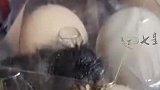 网购过来都能活，这小鸡生命力太强大了