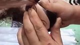 玩具假人种头发，这也太危险了