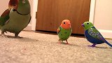 可爱的的小鸟和鹦鹉唱歌