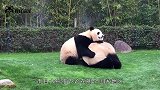老外把大熊猫当枕头，刚想睡下去，傲娇的熊猫上去就是一巴掌
