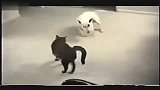 被“猫”逼疯的“狗”