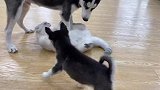 ：怎么摊上了这两个玩意