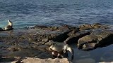 去海岸边近距离看海豹啦！