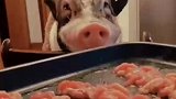 给猪吃烤肉，这个多少是有点不人道了