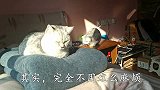 冬天了，家里的猫咪该如何让它们取暖不生病