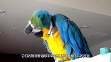 被拔光了毛的鹦鹉，站在杆子上叫嚣主人，镜头记录下搞笑一幕